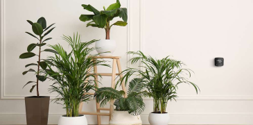 A single genetically modified plant is more effective at purifying the air than thirty conventional devices