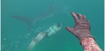 Rare Whale Shark Spotted Near Karachi’s Charna Island, Offering a Glimpse of Pakistan’s Marine Richness
